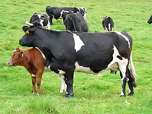 Shetland cattle