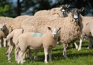 Mule ewes and lambs