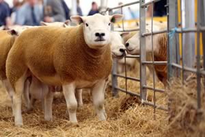 Texel sheep