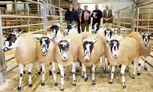 Skipton Mule gimmer shearling champions