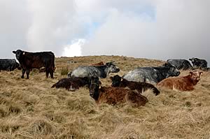 beef cattle