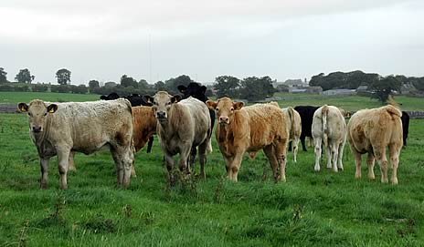 Charolais cross calves