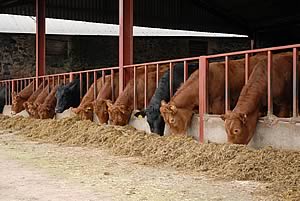 cattle feeding