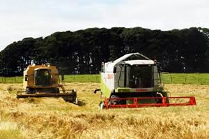 wheat harvest