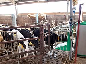 Calf machine controls 