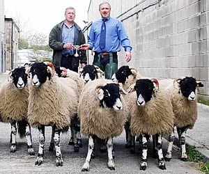 Swaledale gimmer lamb champions