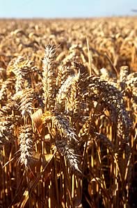 cereal crop