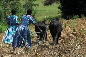 ploughing with oxen