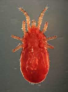 Red Mite