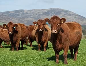 scottish cattle