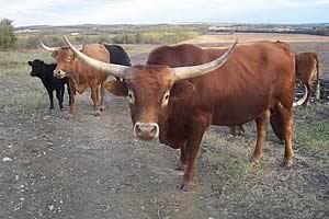 Texas cattle