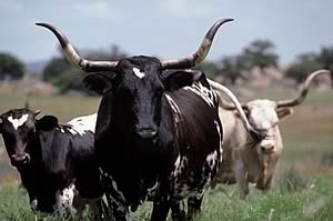Texas Longhorn cattle