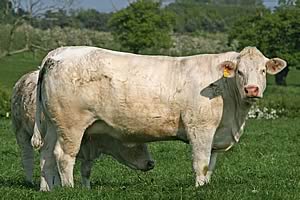 Wesley Charolais