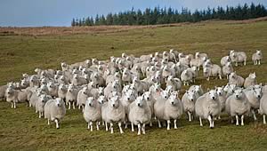 Cheviot flock