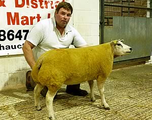 Beltex ewe lamb
