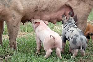 pigs suckling