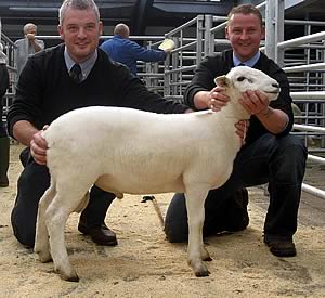 Barony Easy Care ram lamb at Carlisle