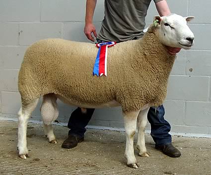 Champion ram from DN Bennett & Son