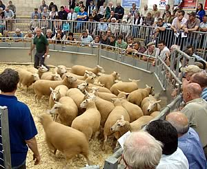 Welshpool - a ring full of buyers and sheep