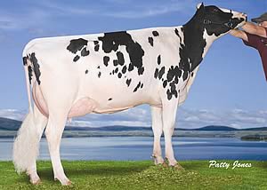 Misty Springs Shottle Satin