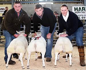 champion lambs