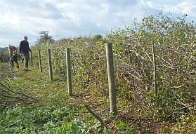 hedge laying