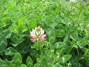 Arrowleaf clover