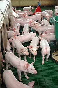 young pigs