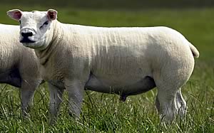 Texel shearling tup