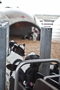 calf rearing