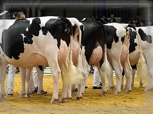 UK Dairy Expo