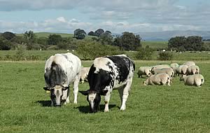 beef and sheep