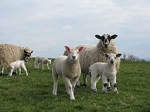 ewes and lambs