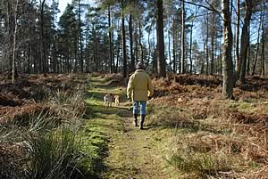 woodland walk