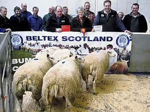 Champion pen of Beltex hoggets 