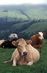 beef cattle