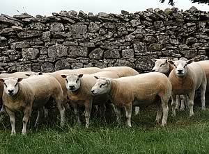 Texel sheep