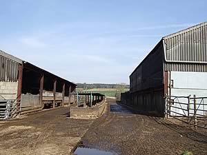 Cattle gathering area - Before work supported by CGS