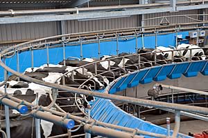 milking parlour