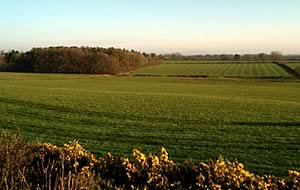 Land at Riggfoot House
