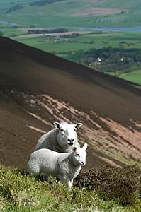 Scotsheep 2012