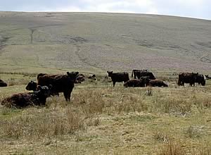 Gallow cattle in the uplands
