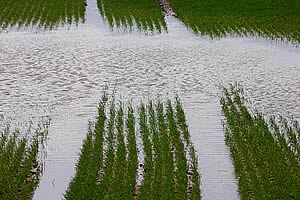 waterlogged crop