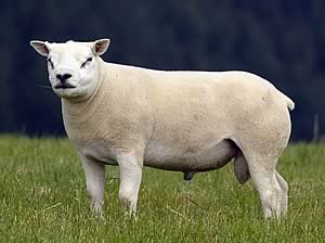 Texel shearling tup