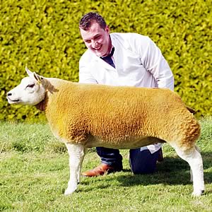 Beltex champion