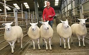 lleyn shearlings