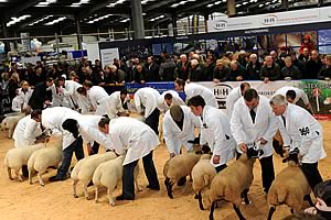 Sheep Championship