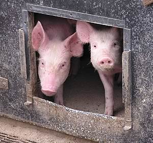 Piglets