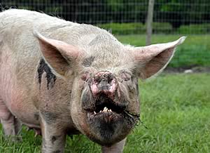 pig with winning smile