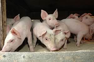 Piglets